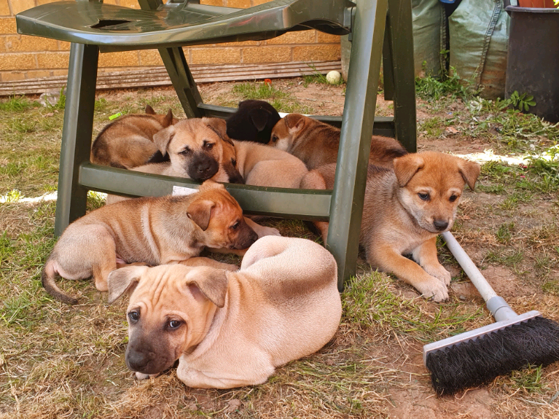 gumtree ridgeback